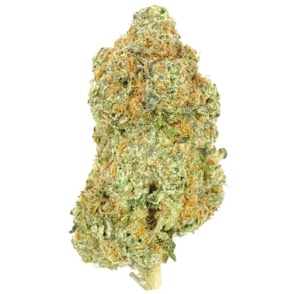 Sour-Tangie-e1714245853464 Tangie (Indoor Exotic) - Image 1