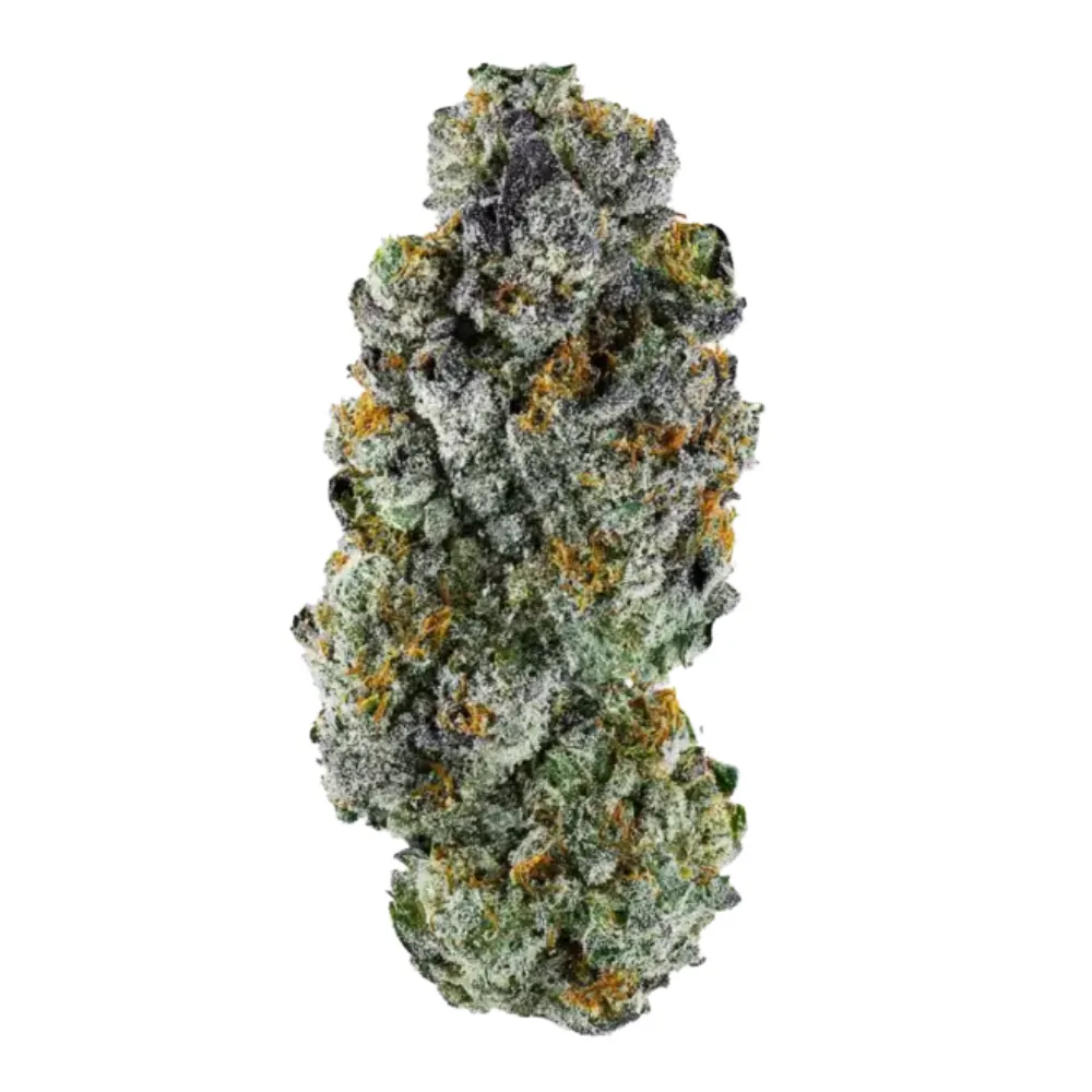 Untitled-design-43 Dracula(PREMIUM INDOOR Rare Exotic) - Image 1