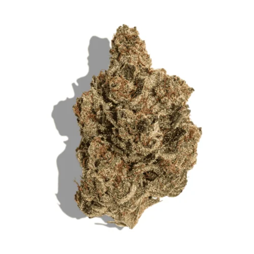 motor_breath_strain.png-e1774208814981 Motor Breath (PREMIUM INDOOR Rare Exotic) - Image 1